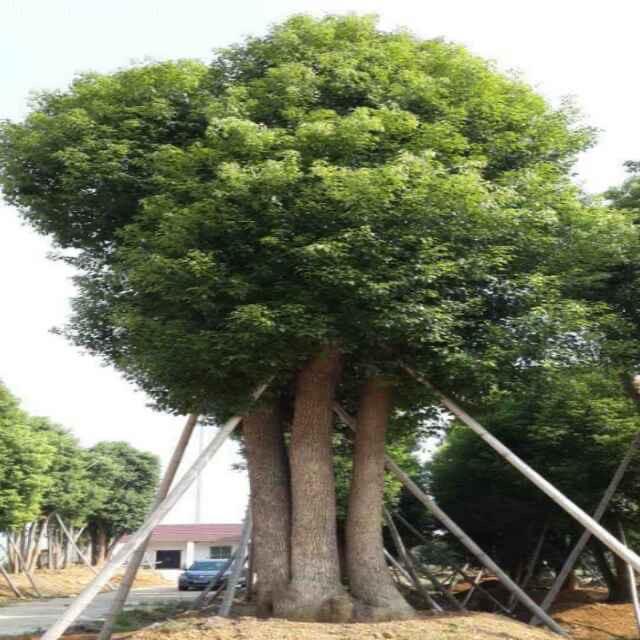 晟通园艺