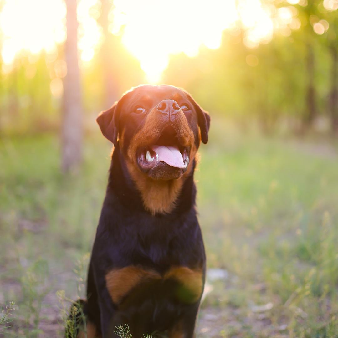 山东（九州罗威纳犬舍）