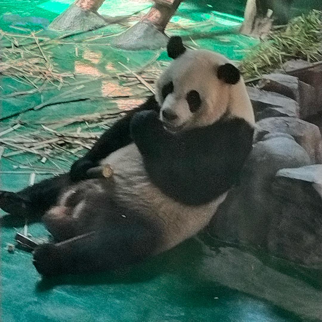 小霸王