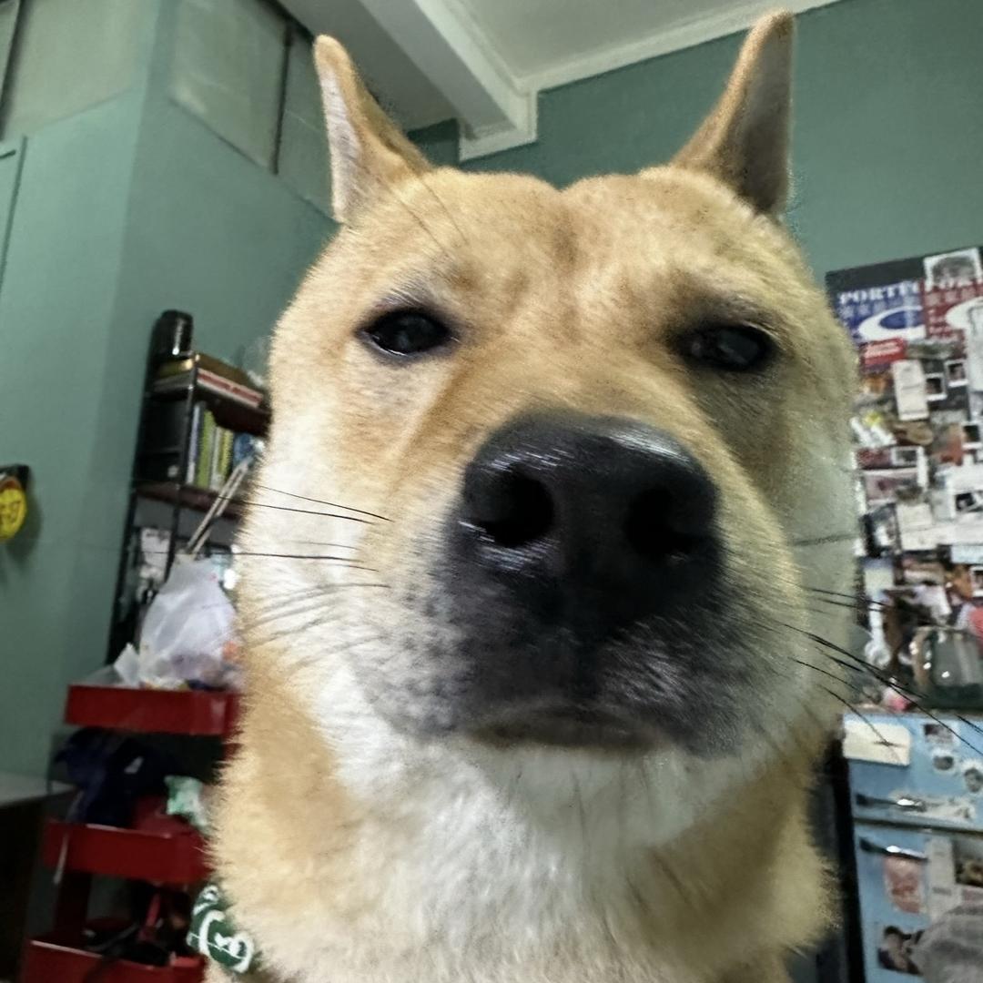 狗不理🪀