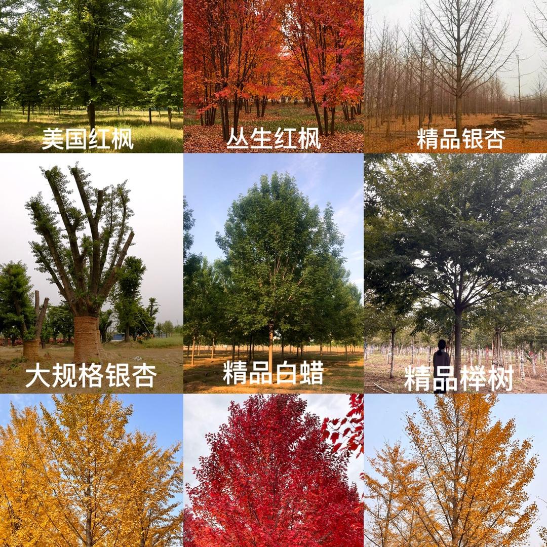 徐州远华园林绿化工程有限公司