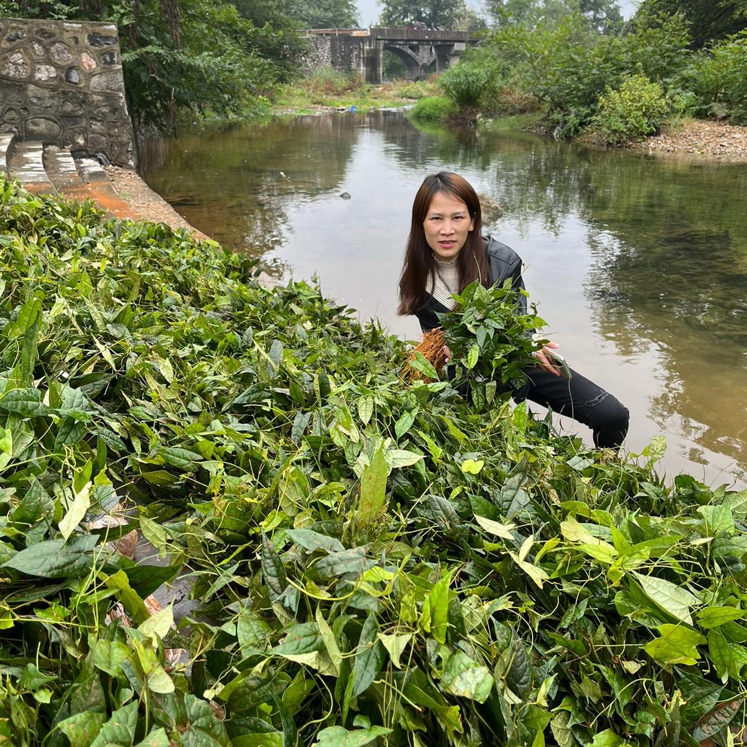 古镇小妹