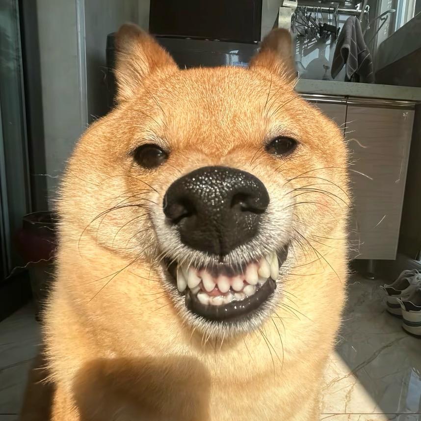 是壮壮
