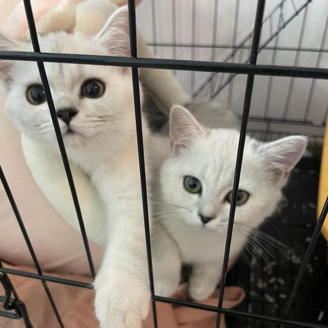 两只矮脚小猫咪🐱