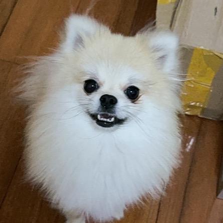 摆烂大王桃