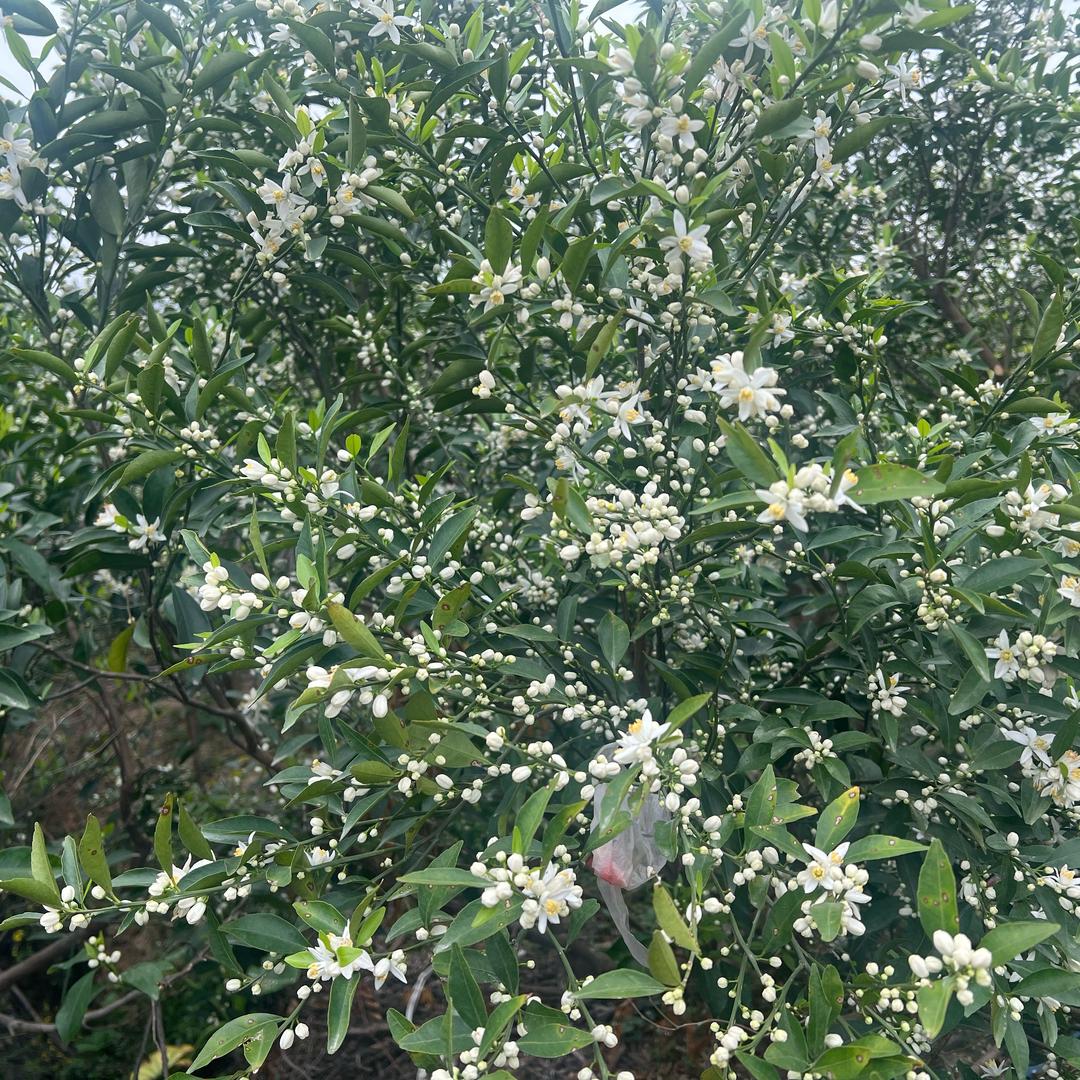 三少茶话会