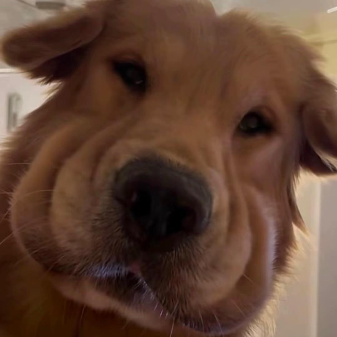 满山的猴子我屁股最红