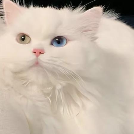 猫夫人
