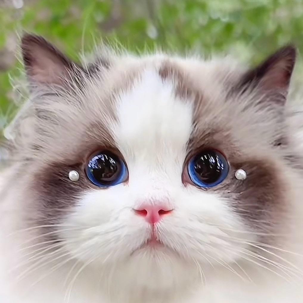 刘老师养猫小课堂