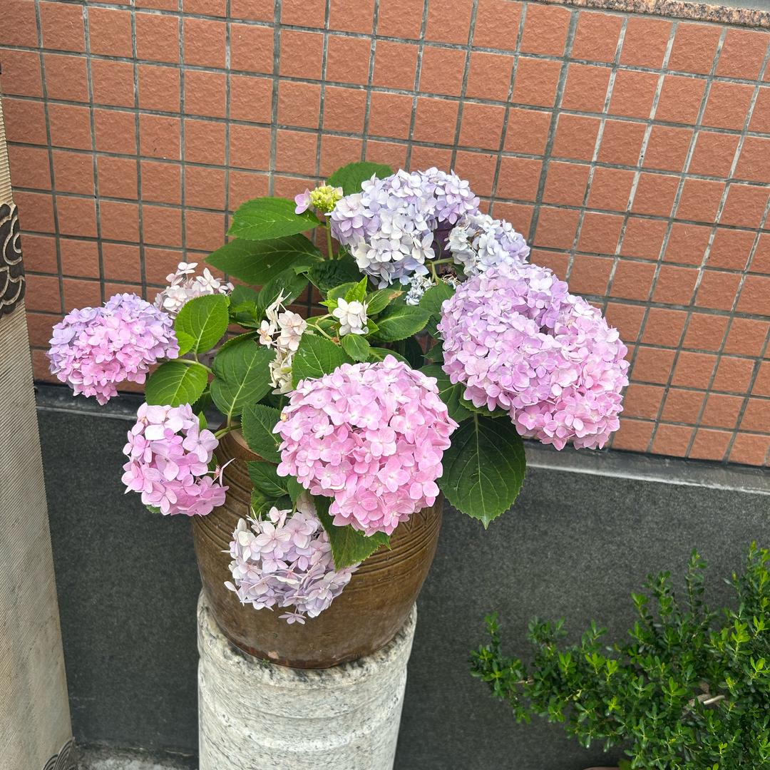 小苹果