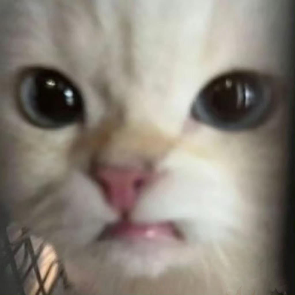 小猫老爹