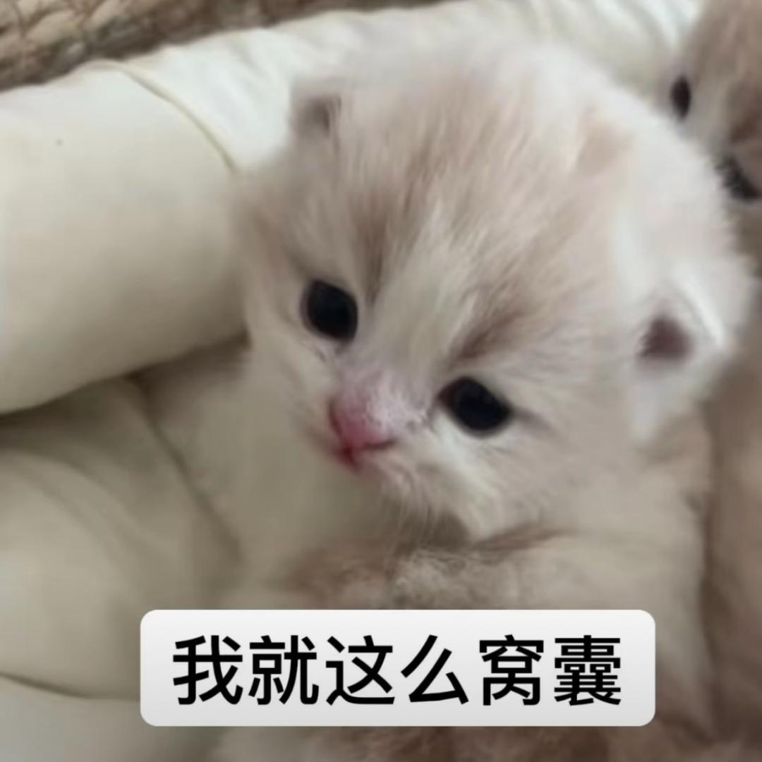 抹茶ice～