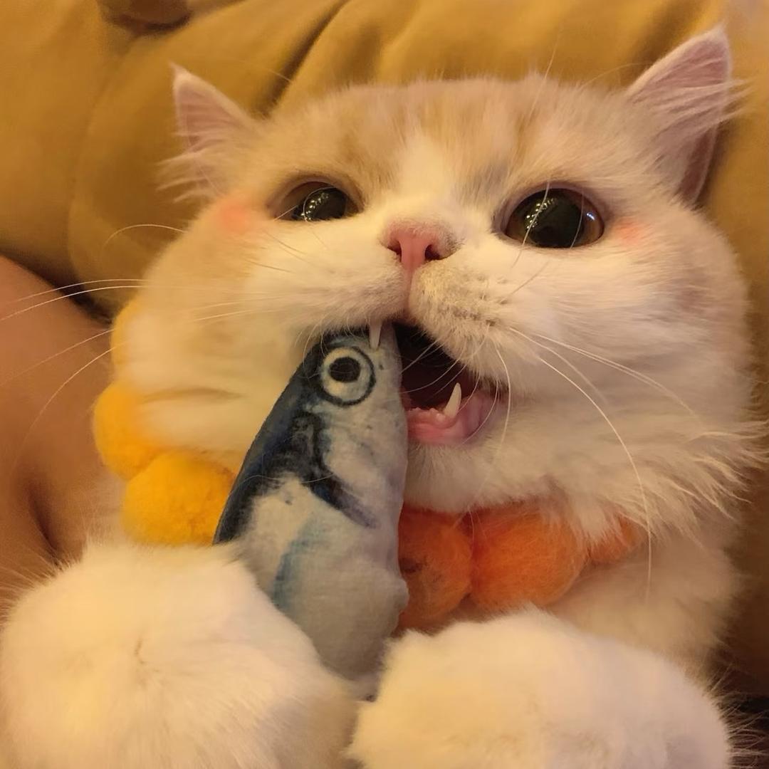 小猫爱吃鱼🐟