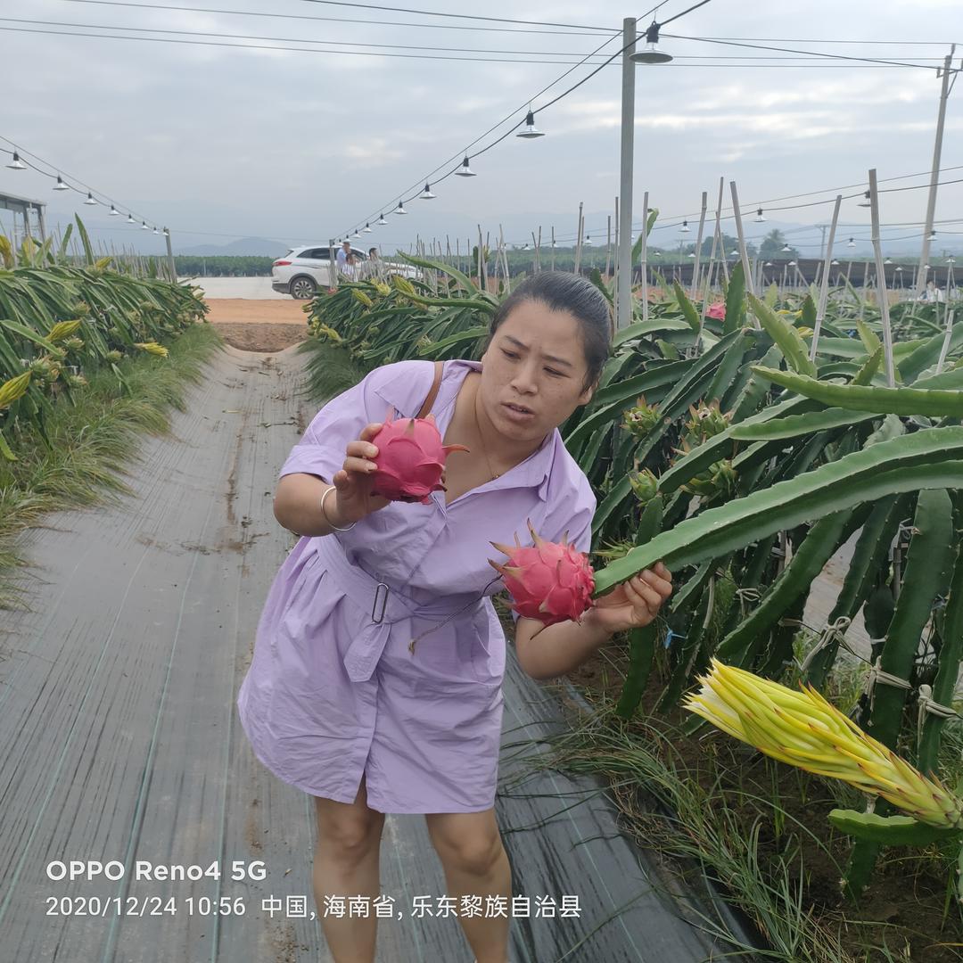 台州农港城月林水果批发