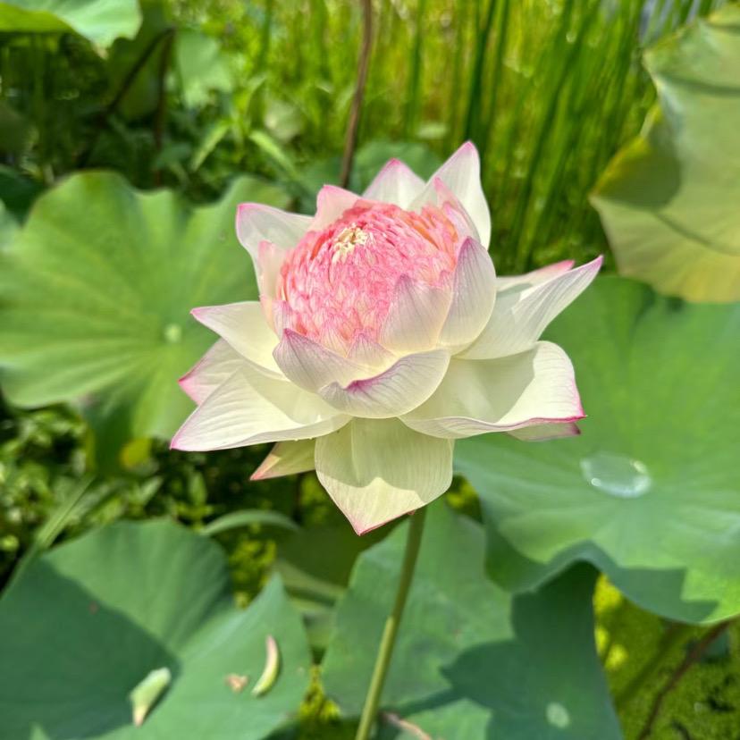 缘来如此。