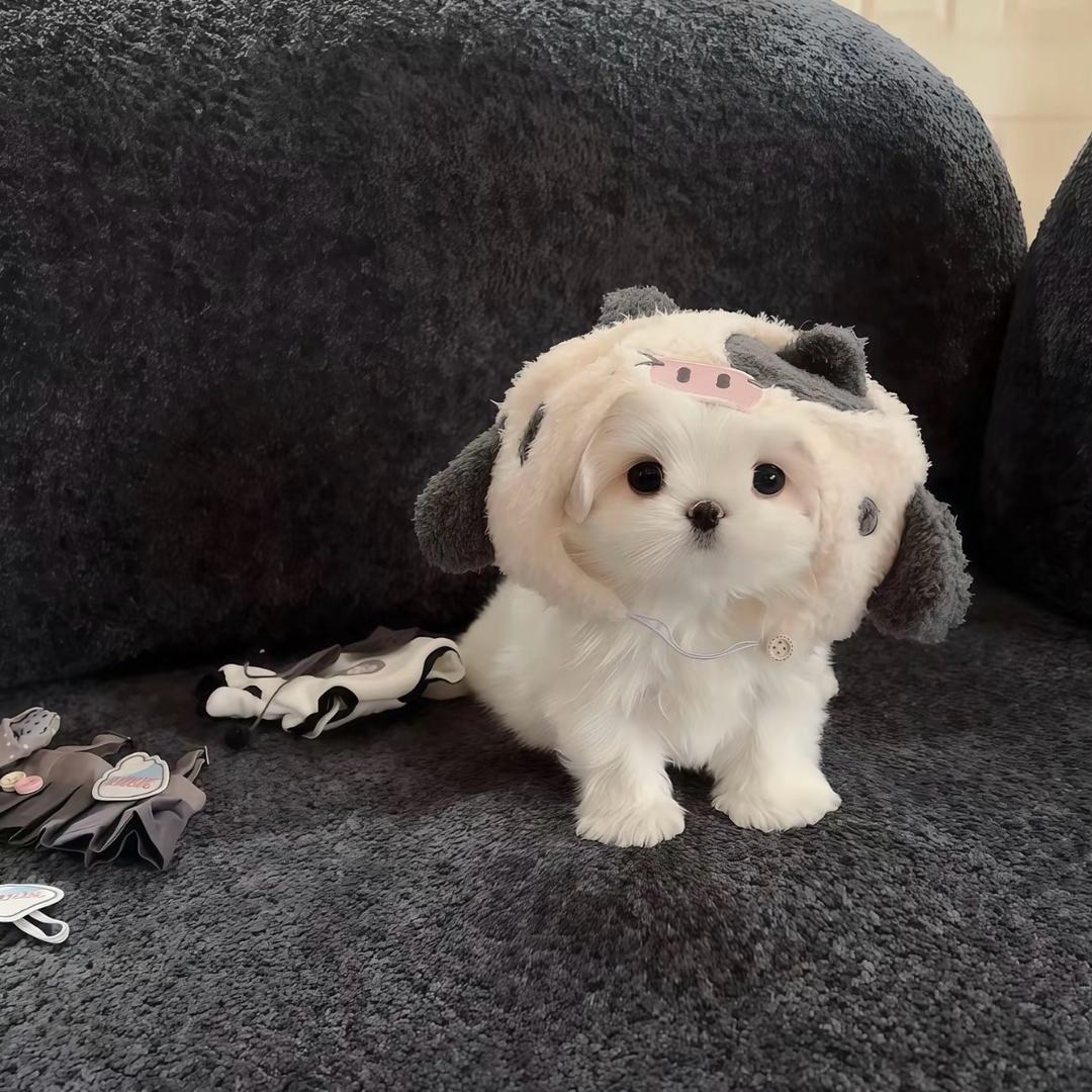 酷乐猫🐱