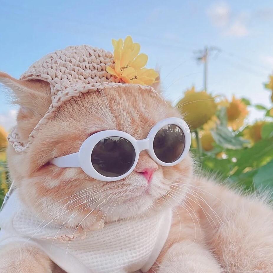 小喵看世界