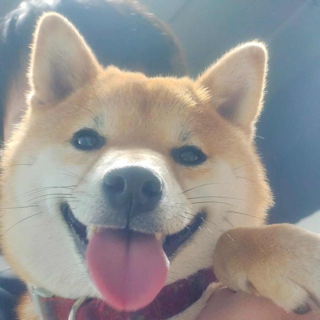 柴犬花花～啾咪