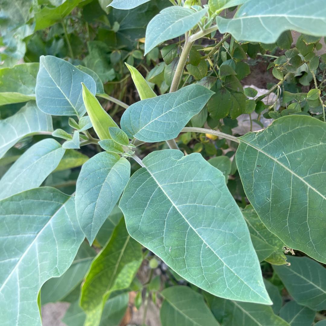 你朋友的朋友…、