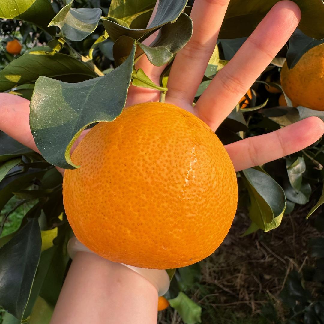 晨果果的果冻橙