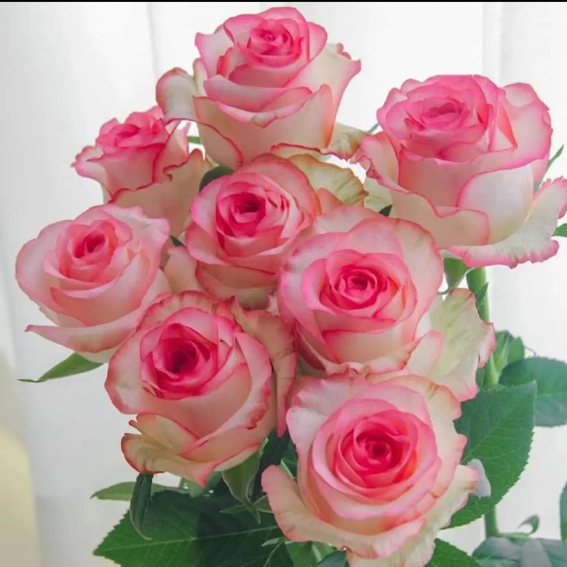 @🌹🌹🌹