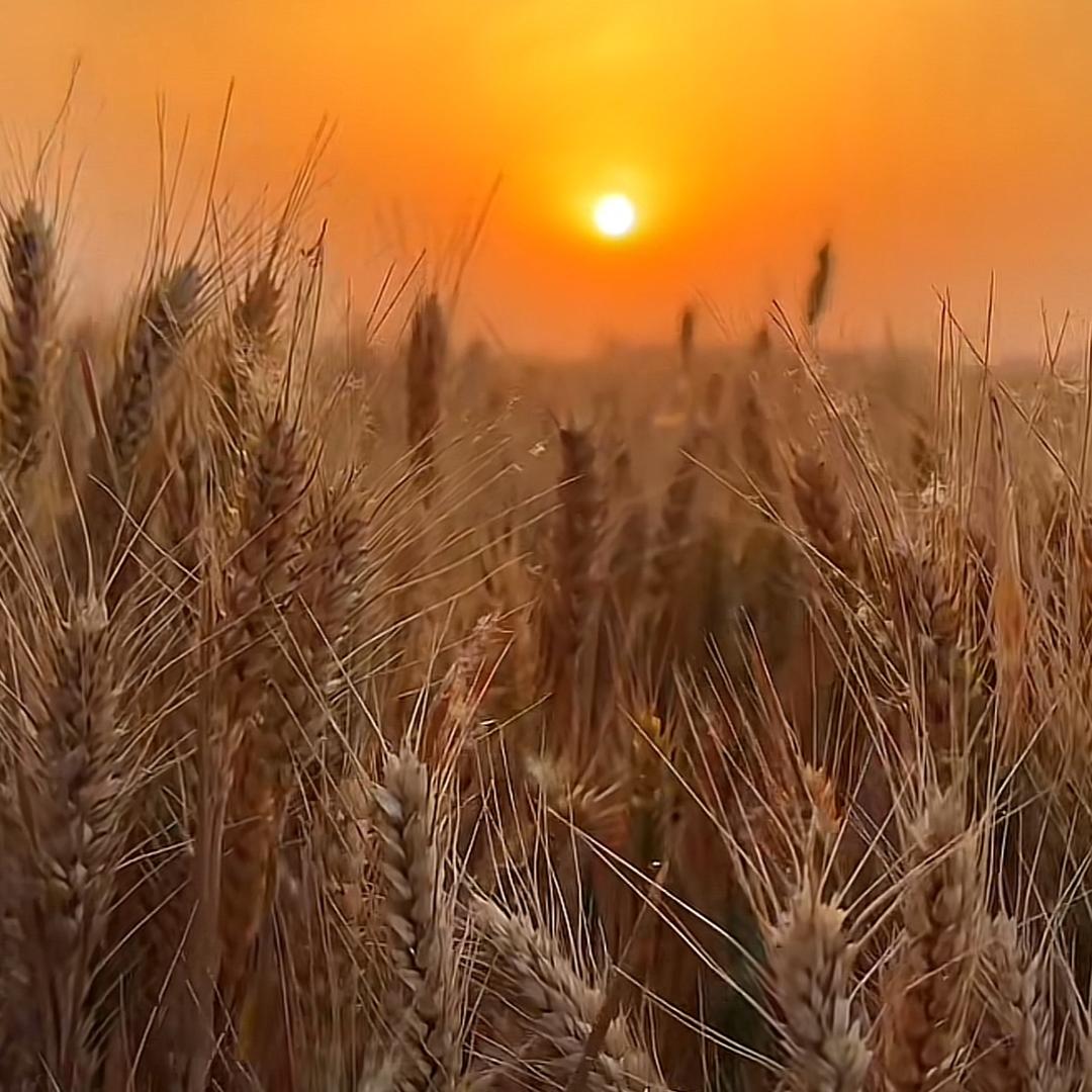 小顾加油