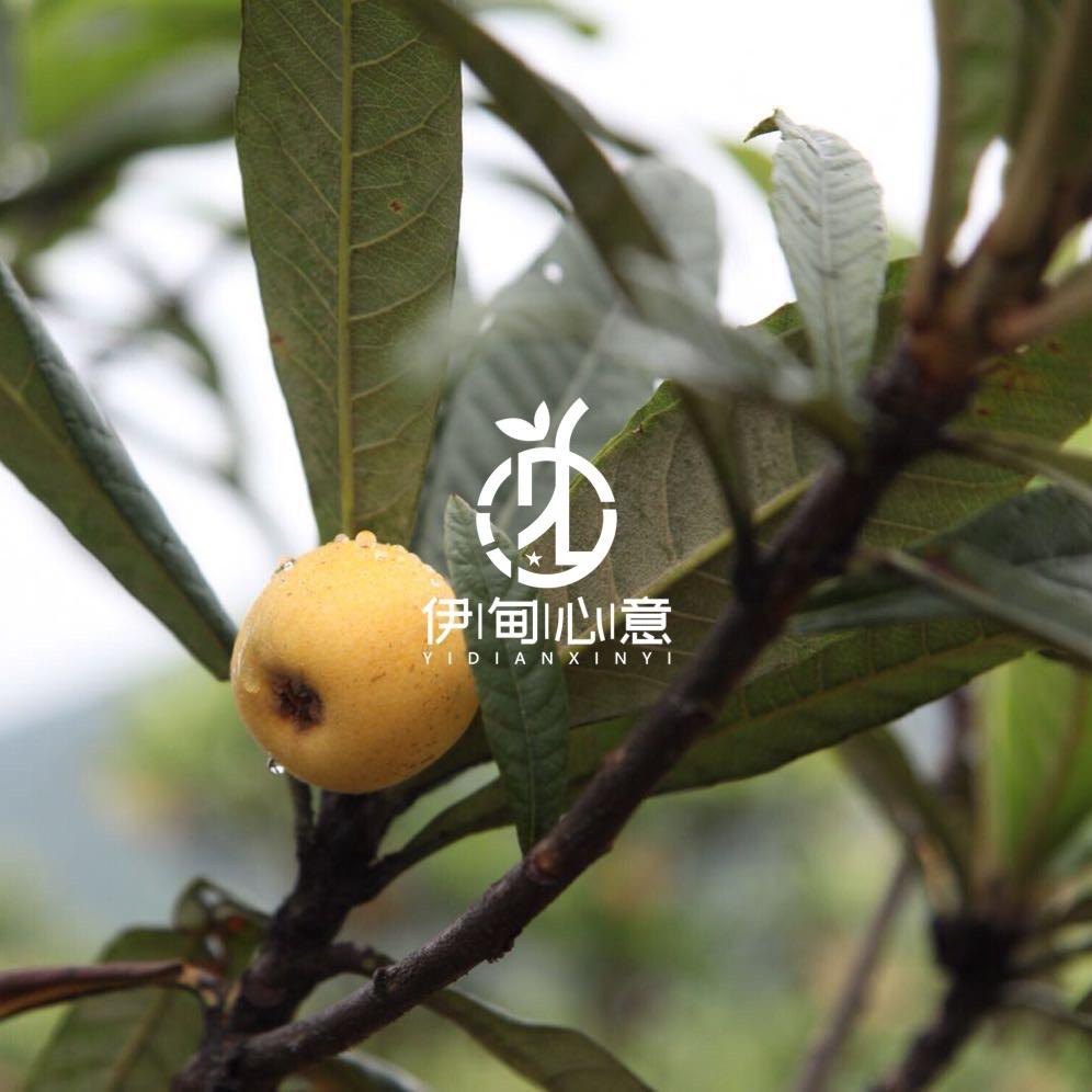 白玉枇杷与小耳朵羊