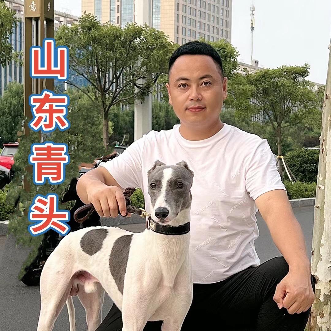 山东王鹏赛犬用品