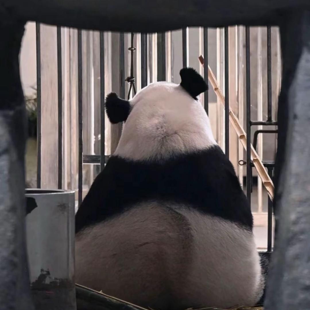拉布拉多猫