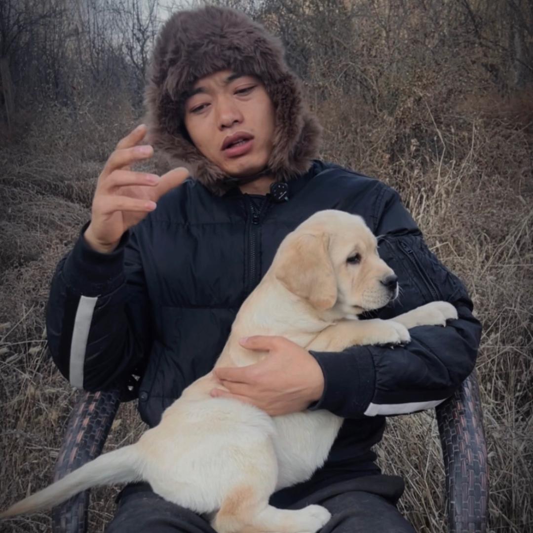 赵庄园拉布拉多