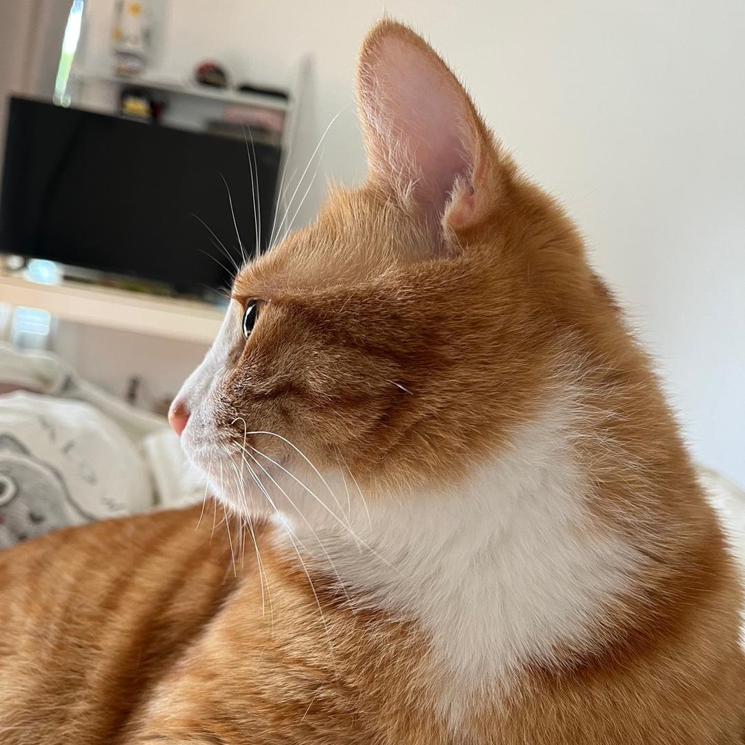 古希腊•洋芋神😈