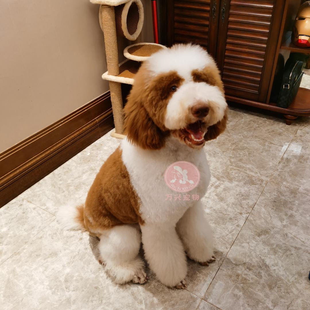 万兴巨贵