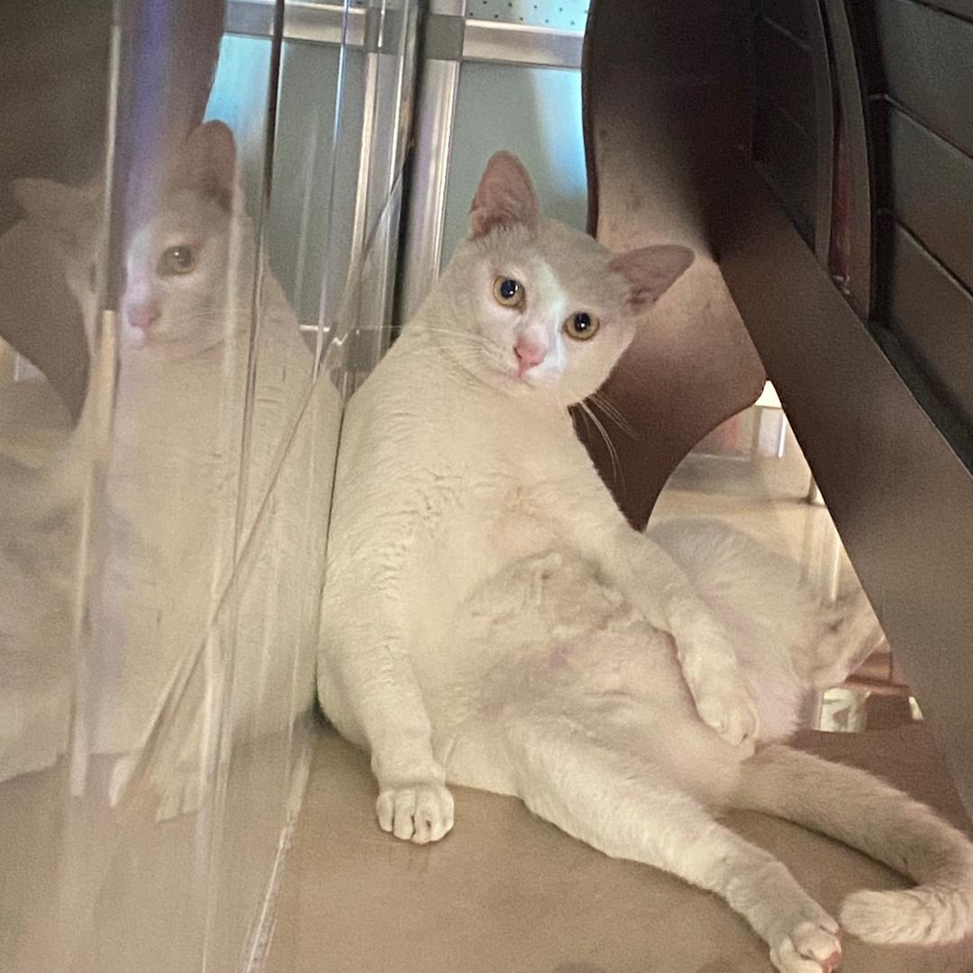 🌈🌈 🌈🌈阿猫