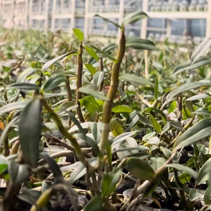 新农业技术交流