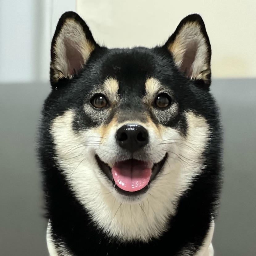 柴犬可可