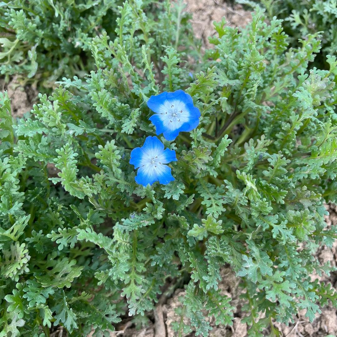 花豆
