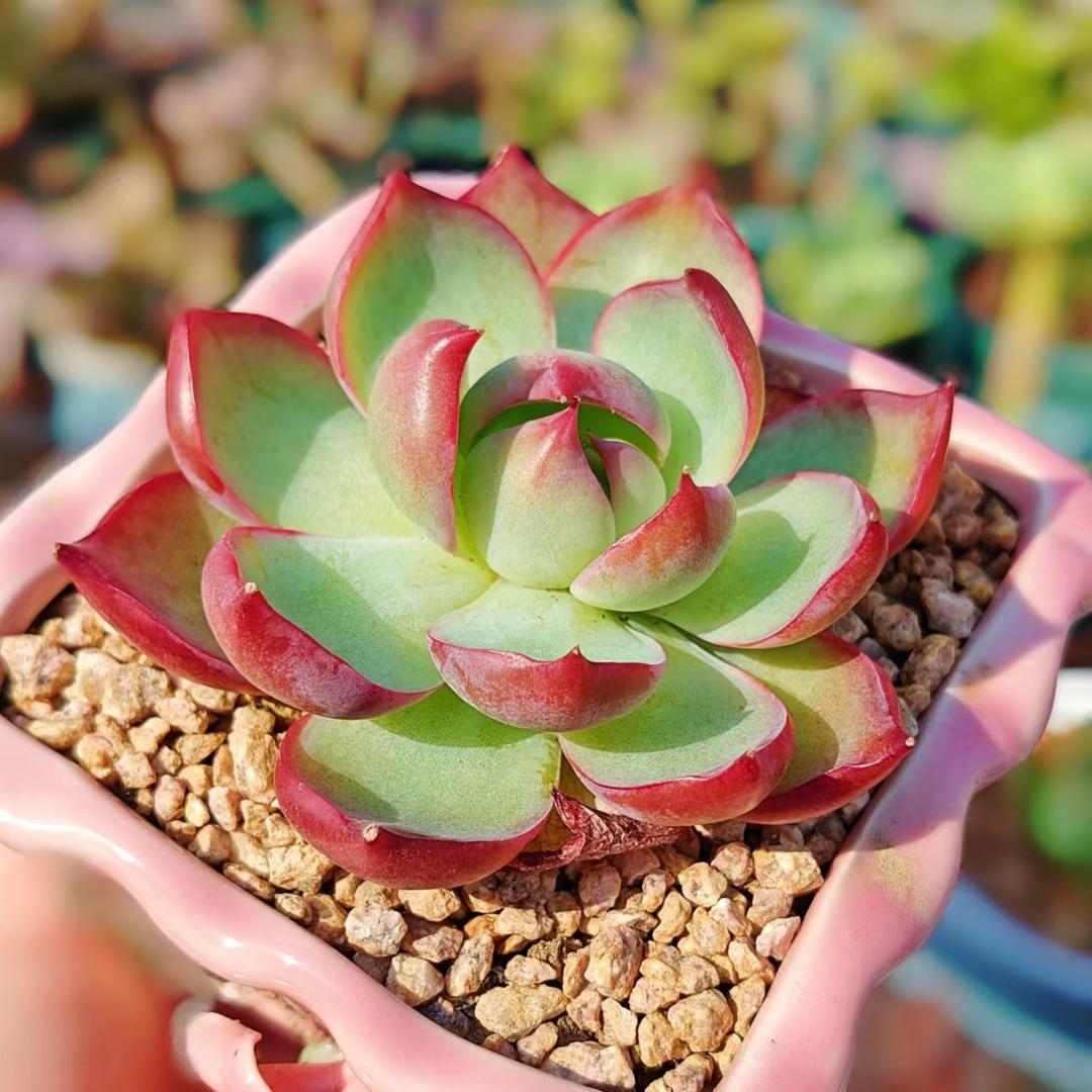 晋宁区花迎花卉销售经营部