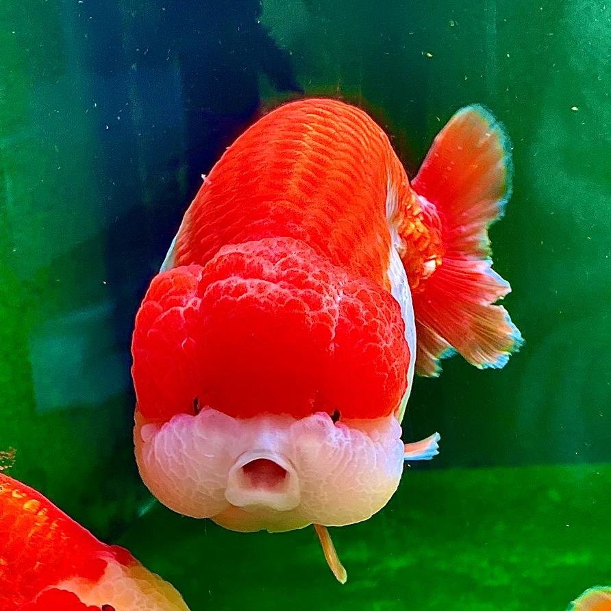 【木子】