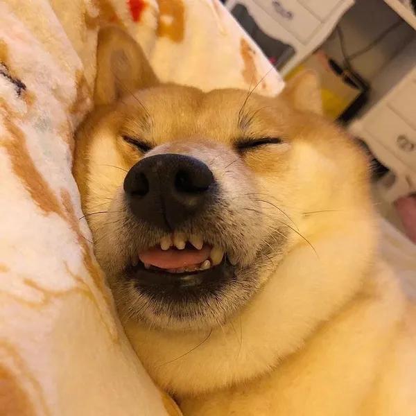 弱电王二狗