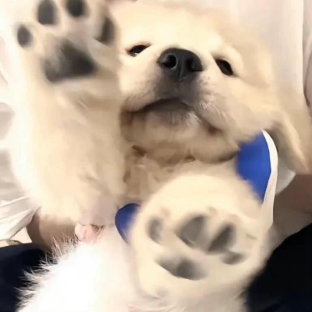 月白