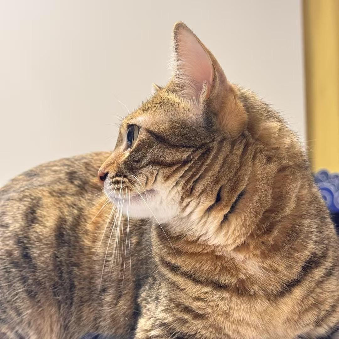 熄灯猫咪就睡觉