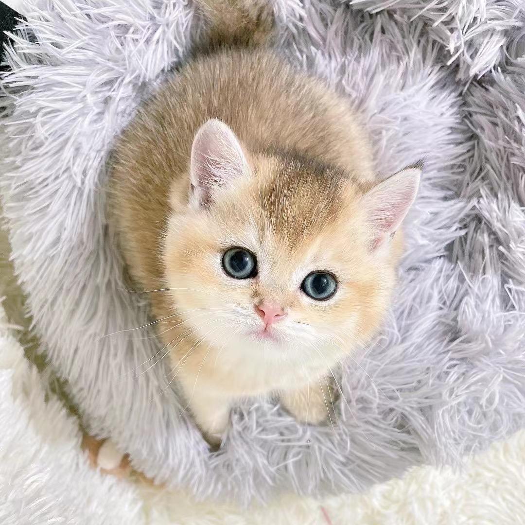 🍡小丸子