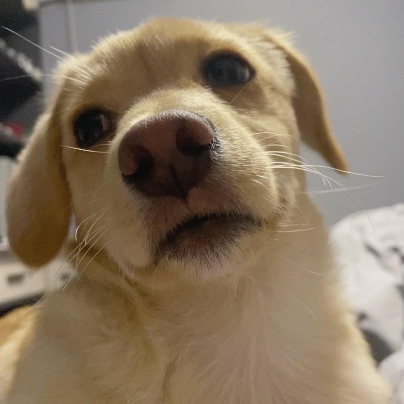 L  _