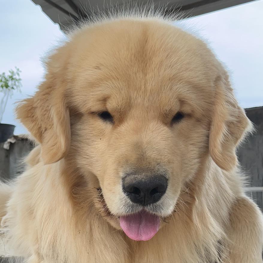 Gold黄金部落金毛