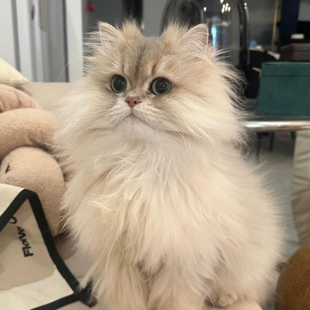 小熊猫mer