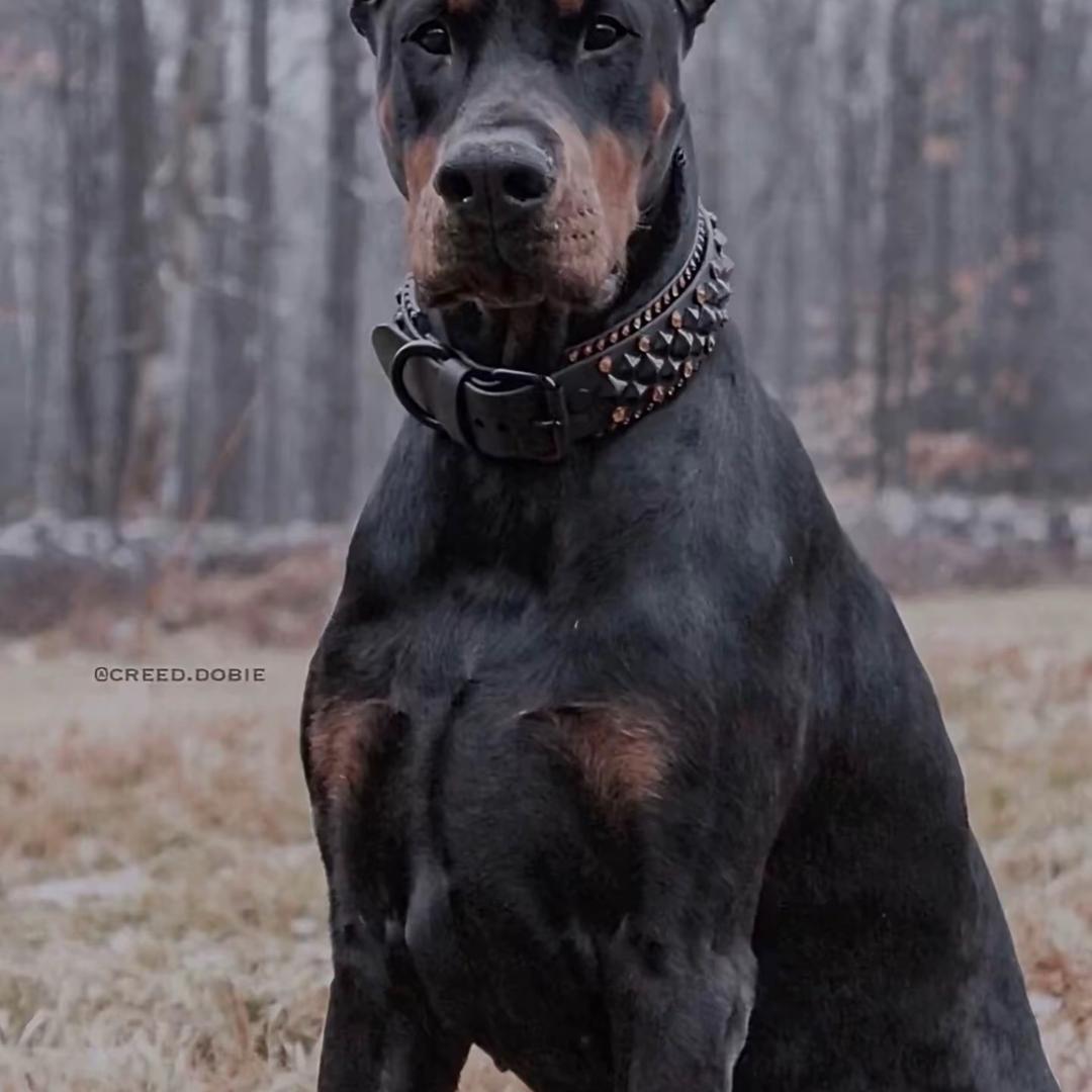 小红马犬