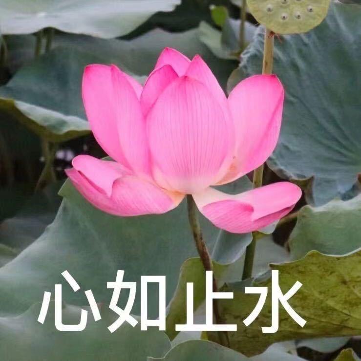 小刘不爱哭🫐