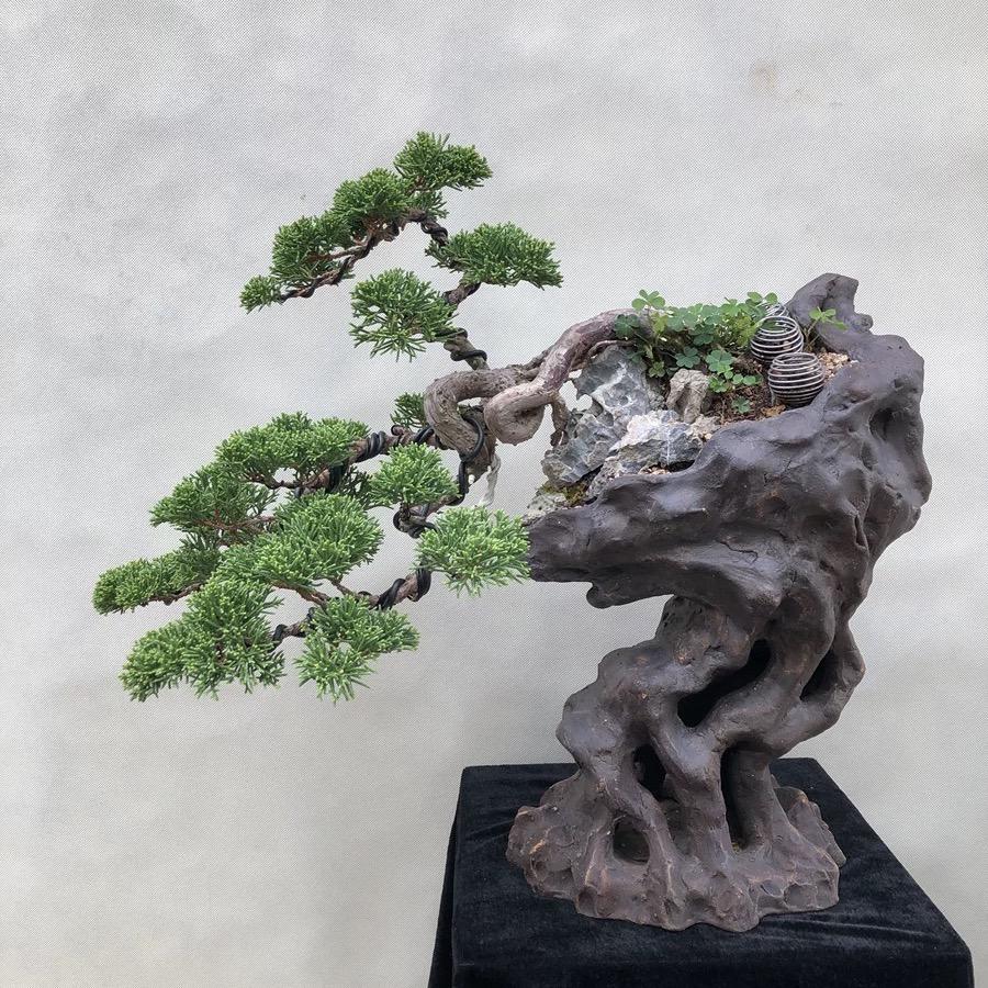 檐下花木