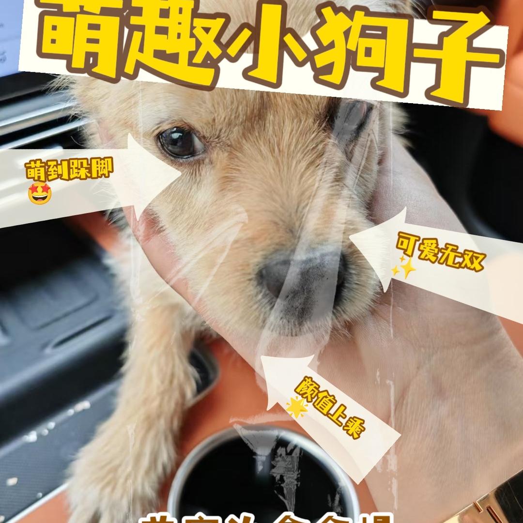 网红优品甄选