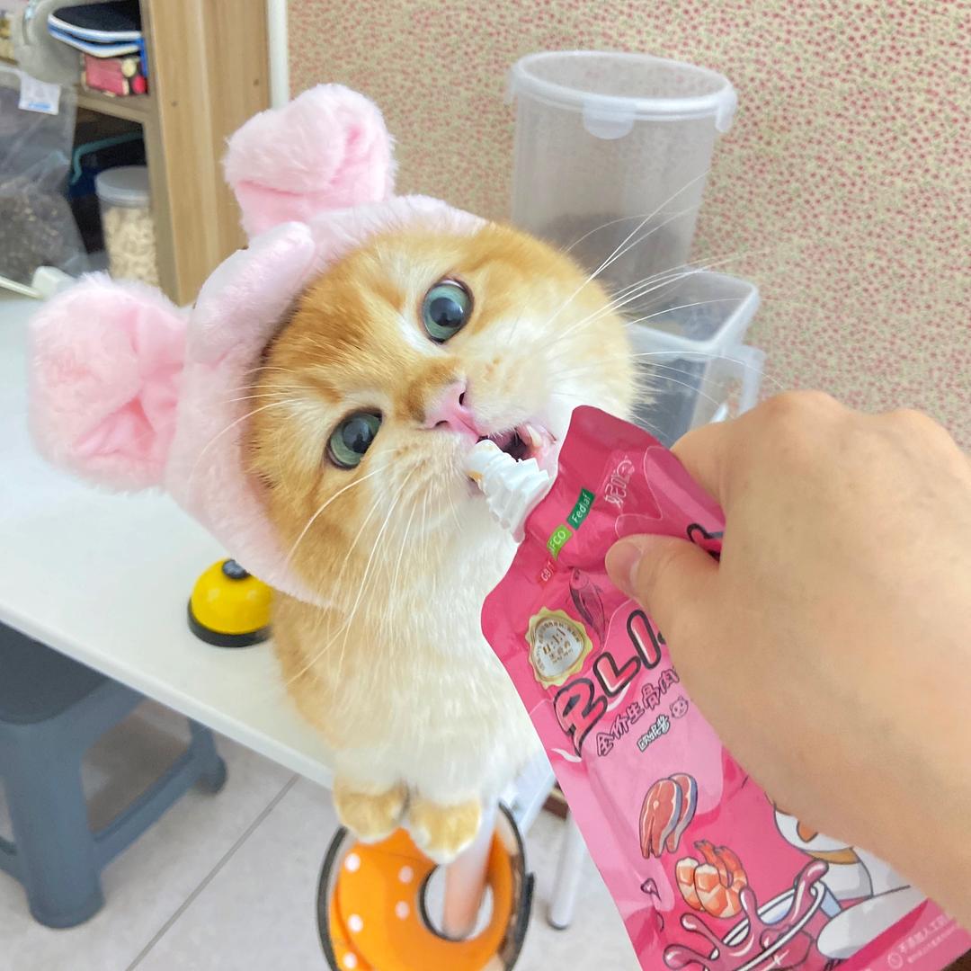 招财猫😸